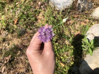 アサツキ花